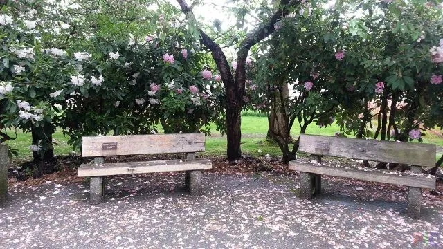 Уголок со скамейками под цветущими деревьями