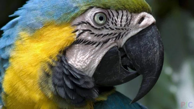 Попугай ара (29 фото)