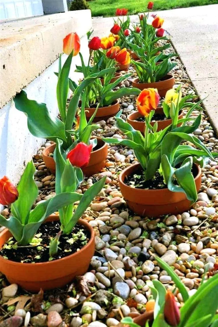 Посадка цветов в горшках - простое и креативное решение для высадки тюльпанов