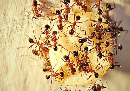 Мелких муравьев, обнаруженных в доме, иногда бывает довольно сложно вывести, так как они могут устраивать свои муравейники и вне помещения.