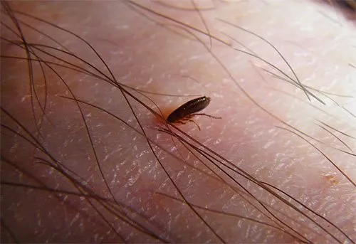 Некоторые из мелких насекомых, например, блохи, являются кровососущими паразитами, причем довольно опасными из-за своей способности быть переносичками возбудителей различных болезней.