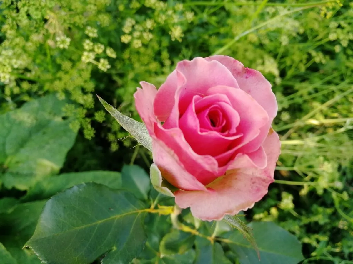 Роза на фоне петрушки, фото автора