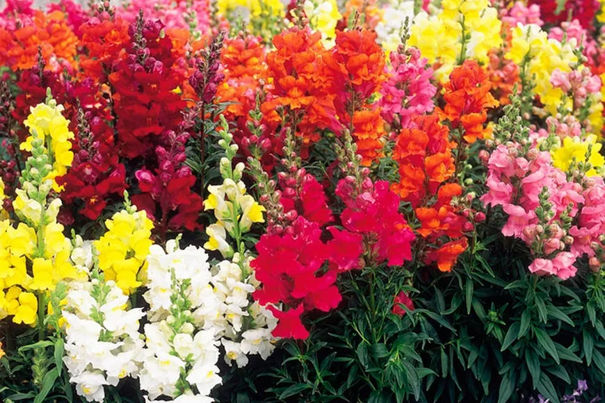 Антирринум (львиный зев) твинни. Львиный зев кустовой. Львиный зев зугшпитте. Антирринум розовый (краснодар) фото. Посадка цветов львиный зев.