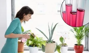 Способы применения марганцовки для комнатных цветов