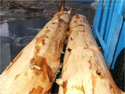 Забор из горбыля: бюджетный вариант ограды
