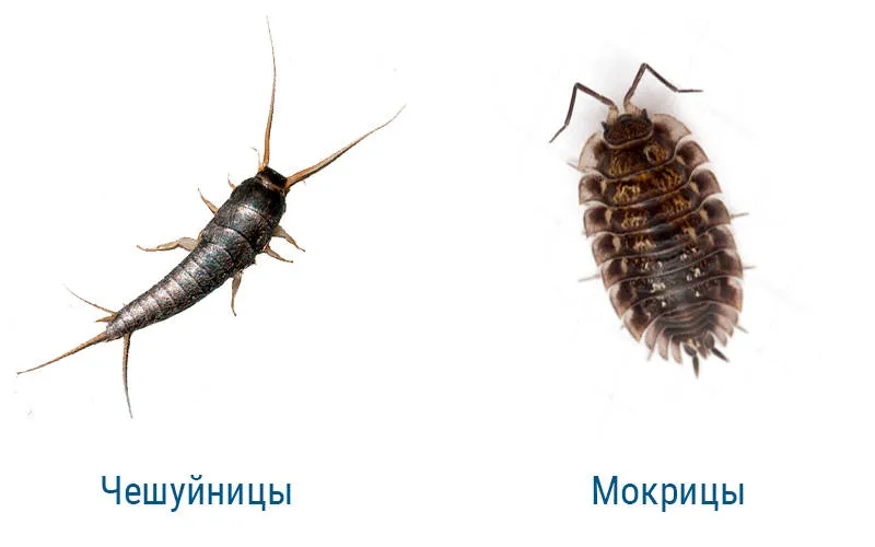 Мокрица или чешуйница: сходства и отличия Мокрица или чешуйница: сходства и отличия