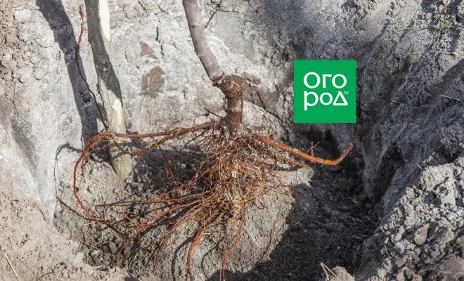 : Посадка саженца дерева