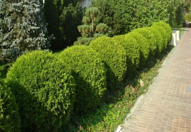 Строгость и способность хорошо выдерживать стрижку делают хвойную ограду желанным украшением сада
