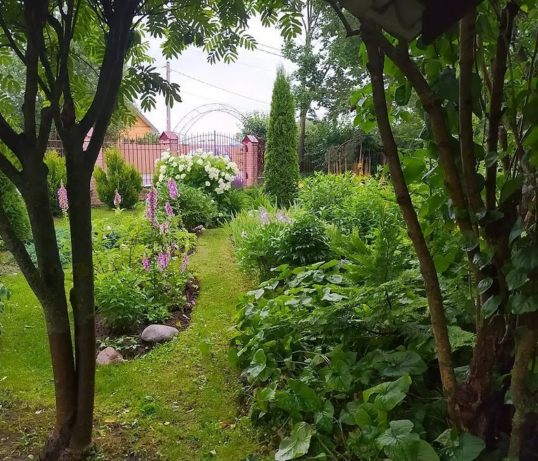 Хвойники в ландшафтном дизайне: растения для сада и дачи, готовые композиции перед домом с туями и можжевельником - 41 фото
