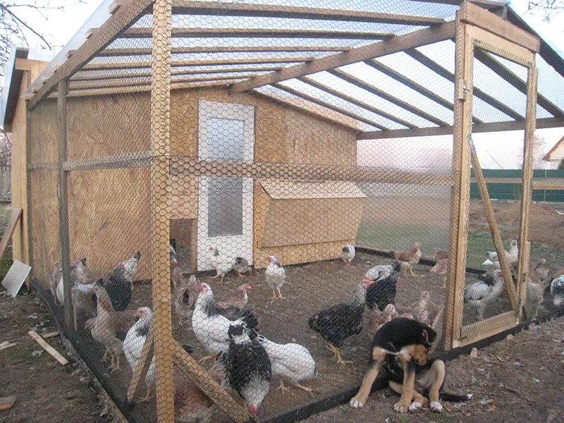 Выгул кур