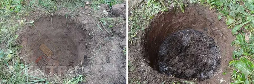 Хвойные на участке. Советы по подбору и посадке