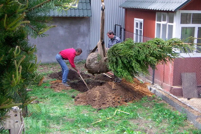 Хвойные на участке. Советы по подбору и посадке