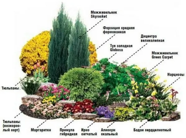 Миксбордер из хвойных и кустарников. Схемы, план-проекты, фото
