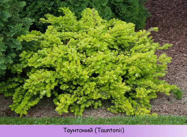 Миксбордер из хвойных и кустарников. Схемы, план-проекты, фото