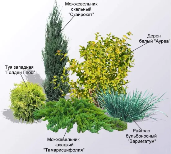 Миксбордер из хвойных и кустарников. Схемы, план-проекты, фото