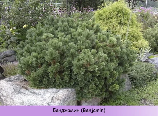 Миксбордер из хвойных и кустарников. Схемы, план-проекты, фото