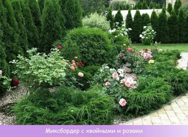 Миксбордер из хвойных и кустарников. Схемы, план-проекты, фото