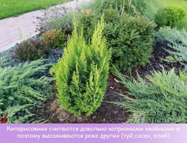 Миксбордер из хвойных и кустарников. Схемы, план-проекты, фото