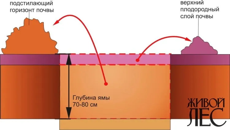 Посадка деревьев и кустарников