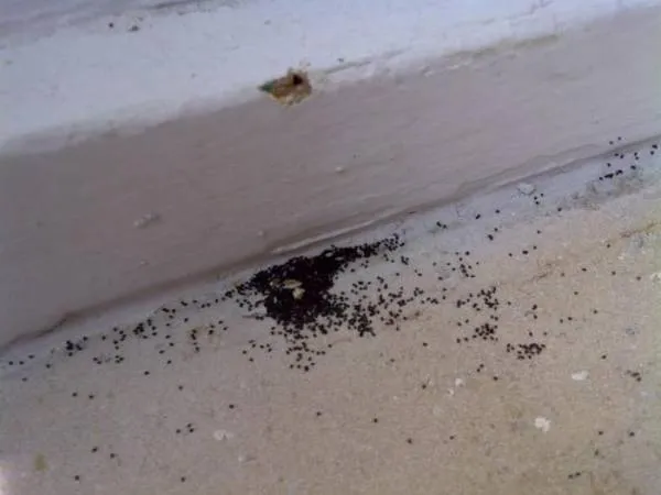 Причины появления муравьев в ванной и способы избавления от них
