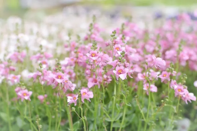 Blooming Twinspur Flowers, spring meadow
