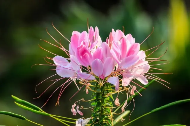 White and pink cleome flower in tropical garden
