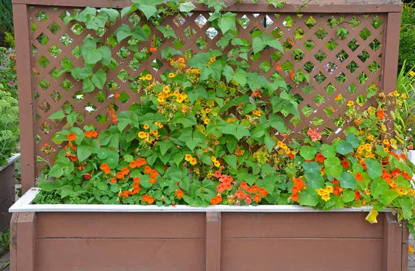 Переносные ширмы-шпалеры с кашпо для растений помогут скрыться от взоров соседей. Их несложно перемещать по участку, если закрепить на дне колесики или делать это в момент обновления грунта