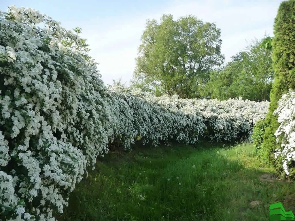 Кустарник живой купить. Спирея Вангутта. Спирея Вангутта Живая изгородь. Спирея Вангутта изгородь. Спирея Грефшейм Живая изгородь.