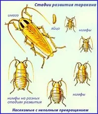 Изображение стадий развития таракана
