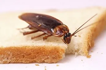 Фото таракана на хлебе