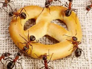 Фото муравья вблизи