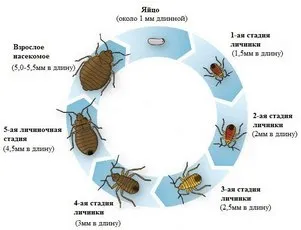 Картинка со стадиями развития клопа