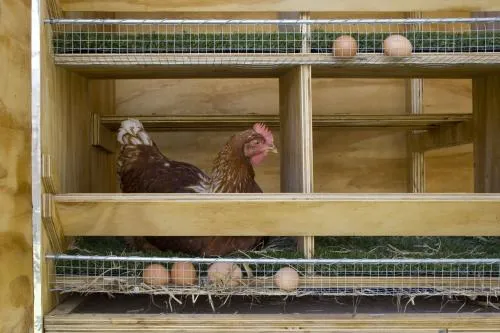 Гнездо для кур с яйцесборником чертеж. О чём важно знать