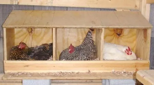 Гнездо для кур с яйцесборником чертеж. О чём важно знать