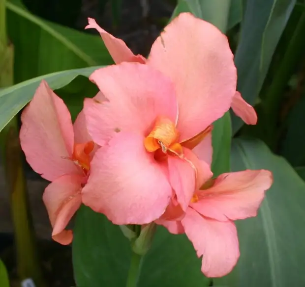 Канна