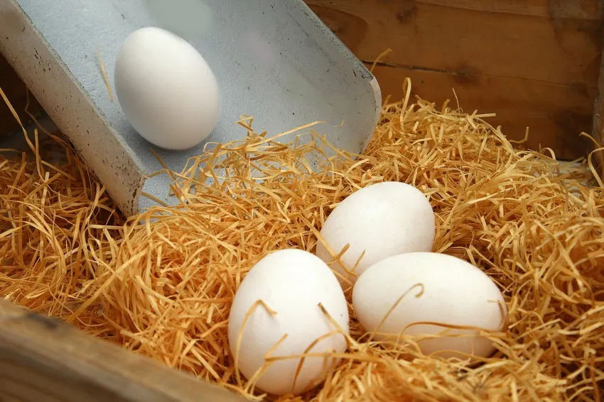 Яйцеприемник позволит сохранить яйца в целости, что особенно актуально при высоком поголовье кур