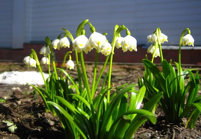 Луковичные Цветы Для Сада В Екатеринбурге Купить
