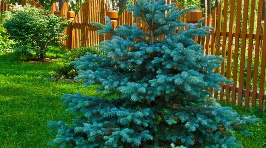 Пихта корейская сильберлок. Пихта хупси. Хупси голубая ель. Пихта фастигиата. Ель на даче.